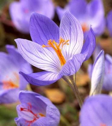 CrocusArtabir