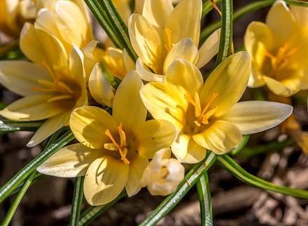 CrocusChrysanthus