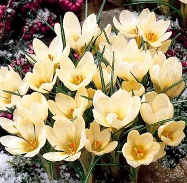 CrocusCreamBeauty