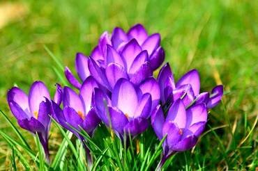 CrocusDreamTeam's