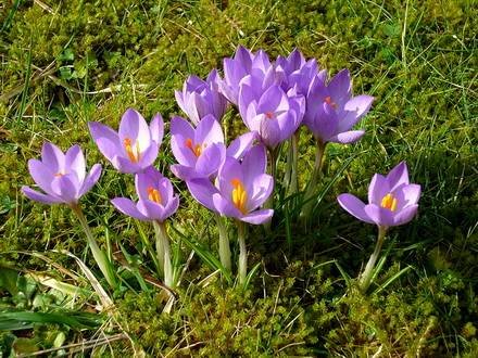 CrocusEtruscus