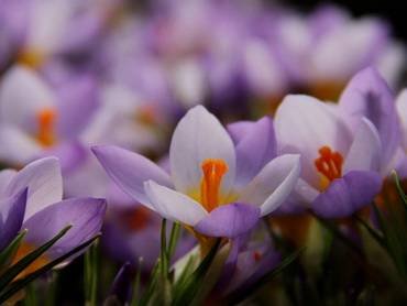 CrocusFirefly