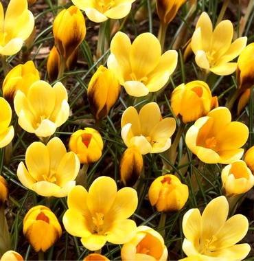 CrocusGoldilocks