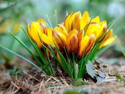 CrocusKorolkowii
