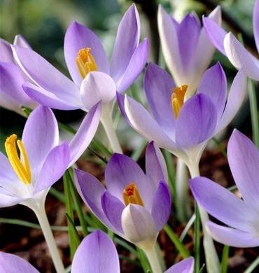 CrocusLilacBeauty