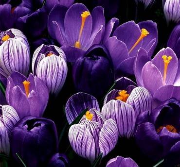 CrocusMajesticLavender