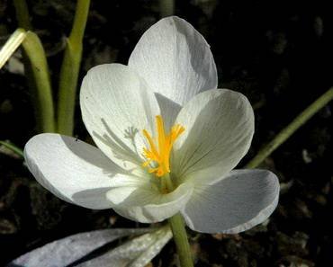 CrocusManiWhite