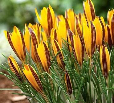 CrocusMinor