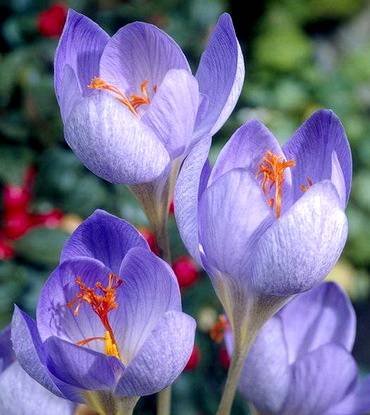 CrocusOxonian