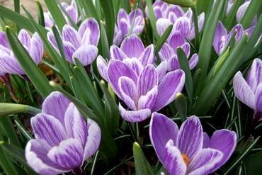 CrocusPickwick