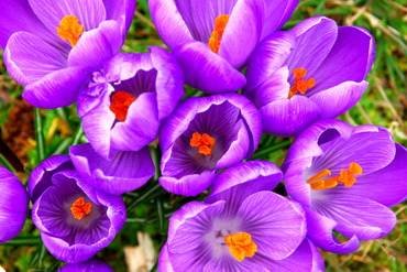 CrocusPoisoning
