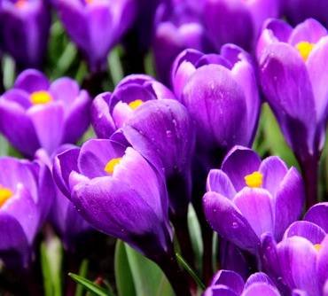 CrocusRemembrance