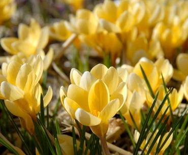 CrocusRomance