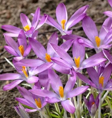 CrocusRoseus