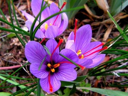 CrocusSativus