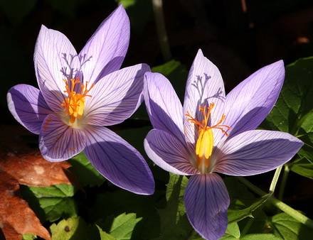 CrocusSpeciosus