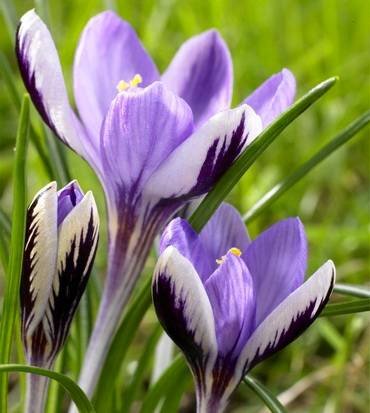 CrocusSpringBeauty