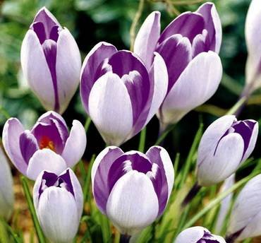 CrocusVanguard