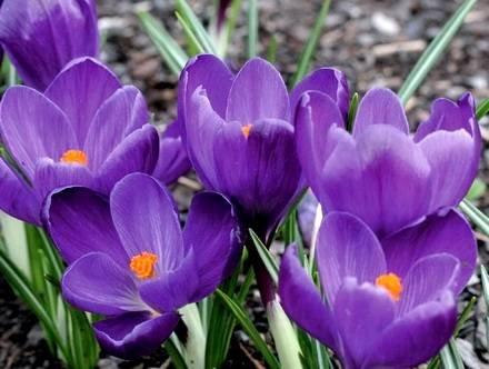 CrocusVernus