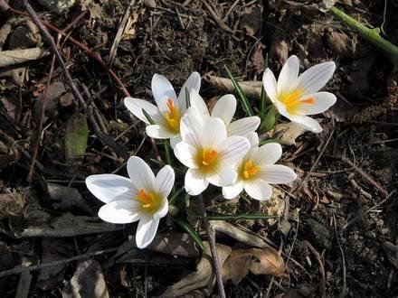 CrocusVersicolor