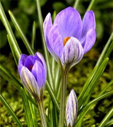 CrocusZwanenburg