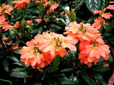 Crossandra4