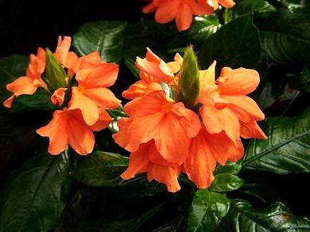 Crossandra8