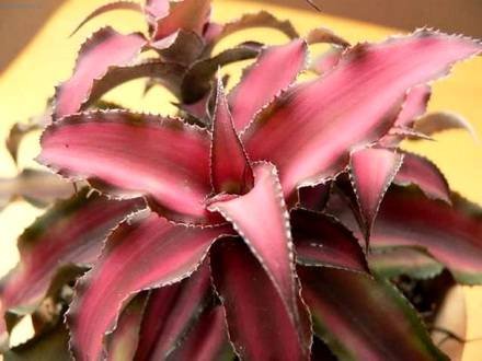 Cryptanthus1