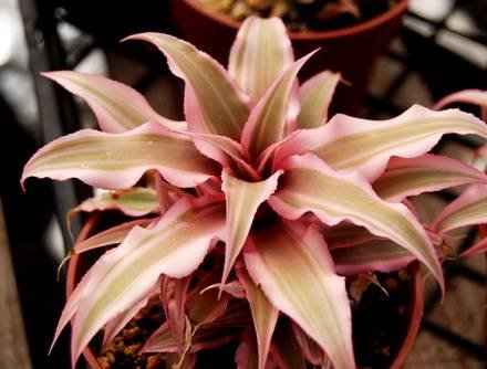 Cryptanthus3