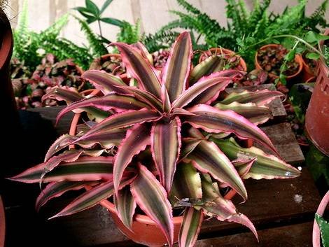 Cryptanthus4