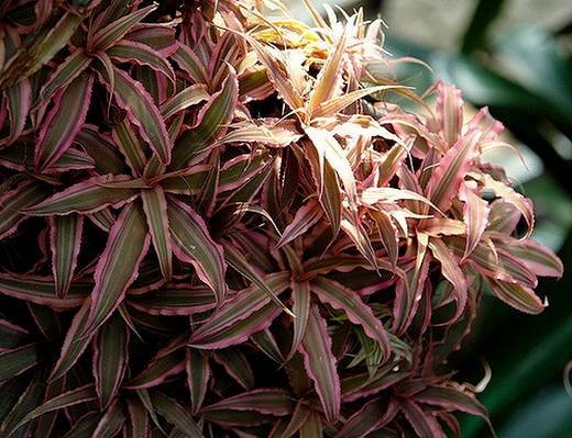 Cryptanthus5