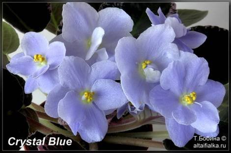 CrystalBlue1