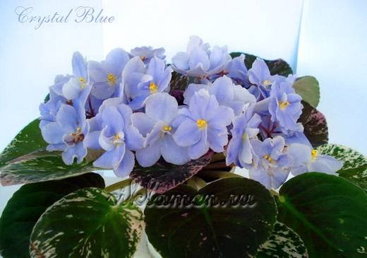 CrystalBlue5