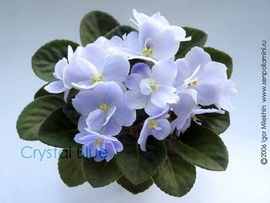 CrystalBlue7