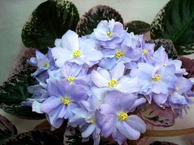 CrystalBlue8