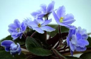 CrystalBlue9