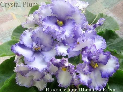 CrystalPlum1
