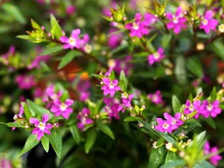 CupheaHyssopifolia