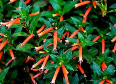 CupheaIgnea1