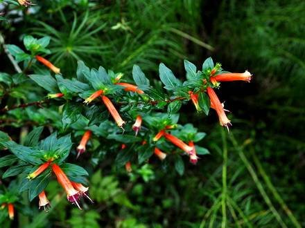 CupheaIgnea2