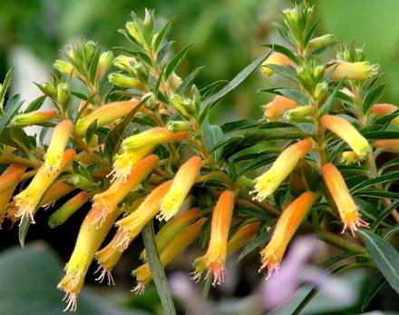 CupheaMicropetala