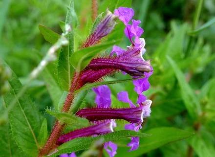 CupheaProcumbens