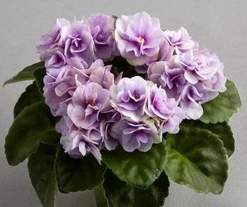 Cupid'sJewel2