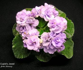 Cupid'sJewel3