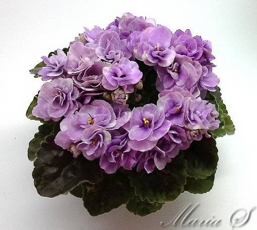 Cupid'sJewel5