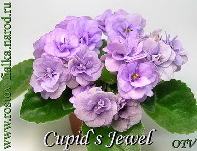 Cupid'sJewel7
