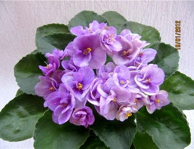 Cupid'sJewel8