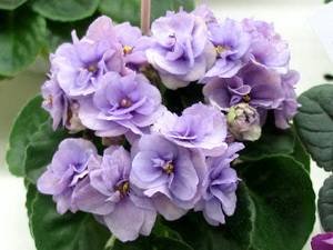 Cupid'sJewel9
