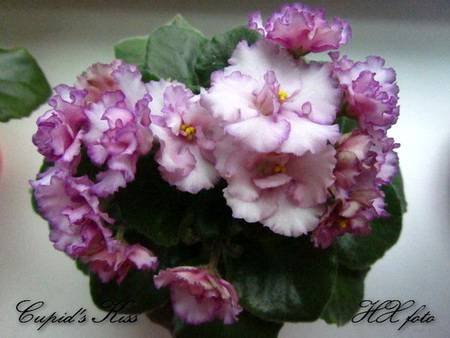 Cupid'sKiss4