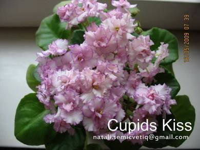 Cupid'sKiss8